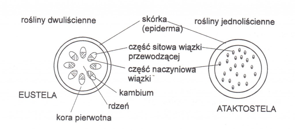 Rośliny Jedno I Dwuliścienne Biologia – materiały | II LO im. Marii Konopnickiej w Katowicach