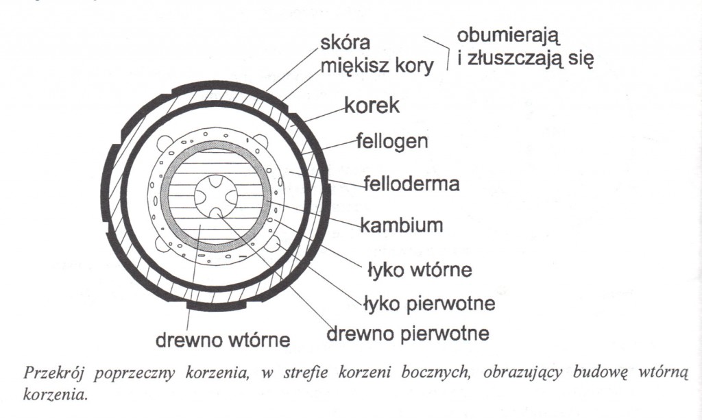 Budowa Pierwotna I Wtórna Korzenia Biologia – materiały | II LO im. Marii Konopnickiej w Katowicach